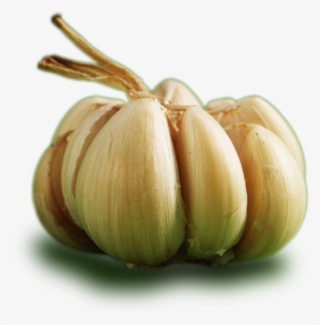 Ontos Garlic - Garlic