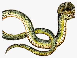 Rattlesnake Clipart Grass Snake