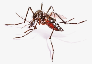 Mosquito Febre Amarela Png - Mosquito