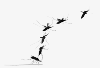 Mosquito Png Transparent Image - Mosquitoes Silhouette Flying