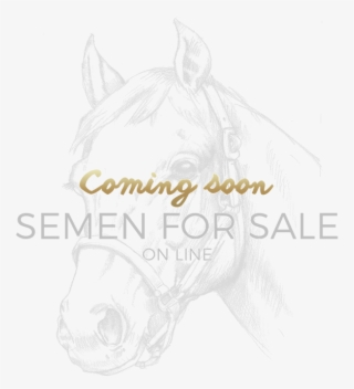 Home - Stallion