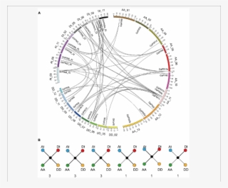Chromosomal Distribution And Evolutionary Analysis - Circle