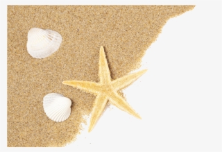 Beach Png - Seashell Starfish Png