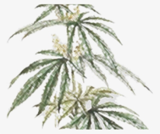 Drawn Marijuana Field - Black Maple