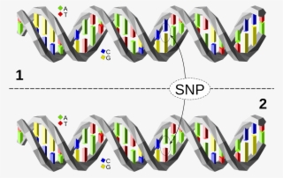 2000 X 1304 16 - Single Nucleotide Polymorphism