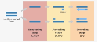Illustration Showing The Main Steps In The Polymerase - Genome Research Limited Pcr