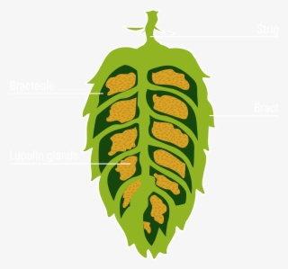 Structure Of A Hop Cone - Illustration