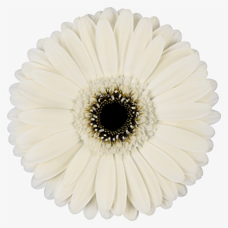 High Resolution Image, Download File - Cake