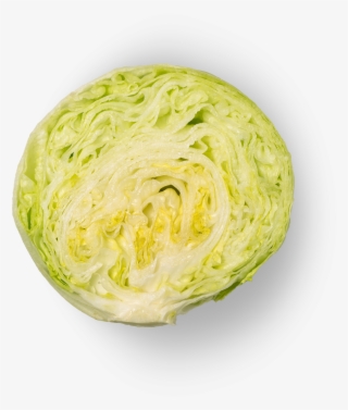 Iceberg - Iceburg Lettuce