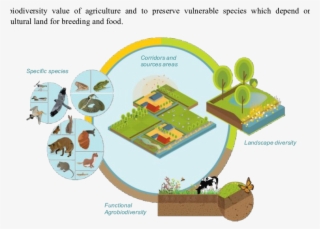 Four Interconnected Pillars For Biodiversity In And - Biodiversity Diagram