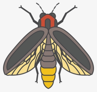 Firefly Insect