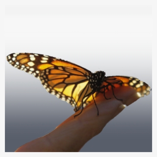 Monarchs Mysteriously Arrive At The Same Remote Wintering - Ultimo Dia Do Ano Com Imagens