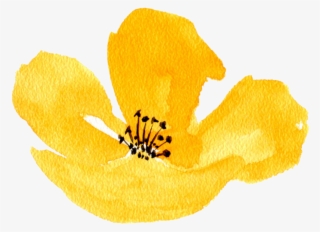 Yellow Poppy - Calochortus