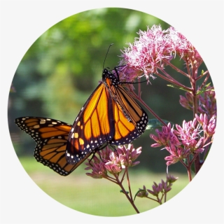 Gardening Basics Grow Milkweed To Help Monarch Butterflies - Butterfly Nature Quotes