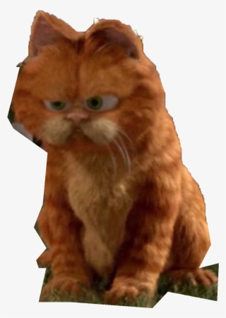 Kitten