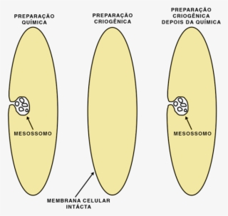 Formacao Mesossomo - Mesossomo Bacteriano