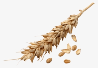 Download - Wheat