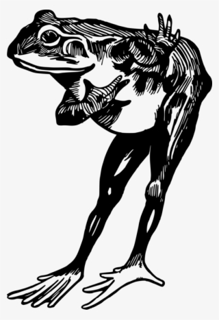 Toad Edible Frog Drawing Black And White - Frogs Black And White Drawing