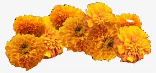 Marigold Clipart Cempazuchitl - Cempasuchil Clipart