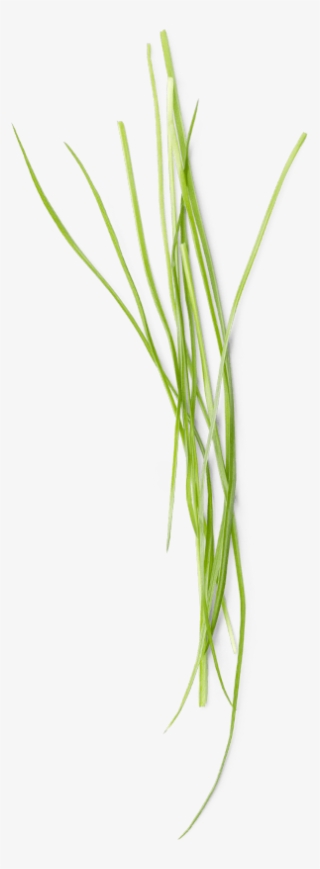 Savage Garden Fragrance Sticks - Hierochloe