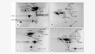 2-de Of Goat Milk Proteins - Diagram