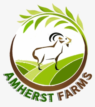 Amherst Farms - Goat