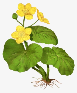 Wood Sorrel