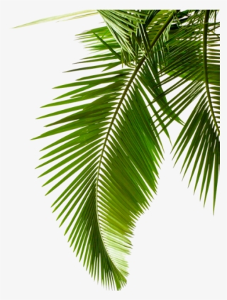 Green Palm Leaves - Palm Leaf Black And White