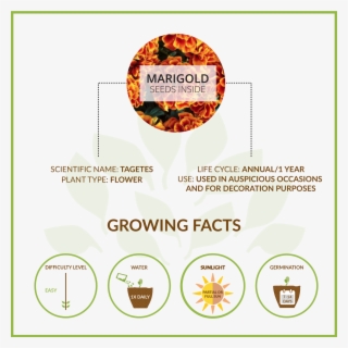 Marigold Large Giy Kit