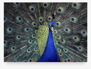 Now Where Would You Click In This One - Brave As A Lion Proud As A Peacock