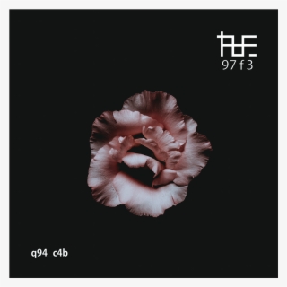 Sounds - Обои На Телефон Темные Цветы