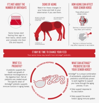 Try Activeage Prebiotic - Stallion