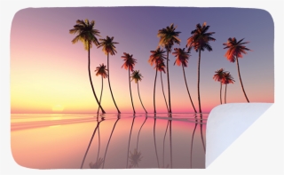 Coconut Trees