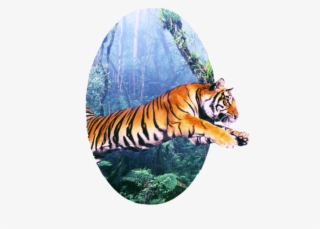 Oval Frame - Siberian Tiger