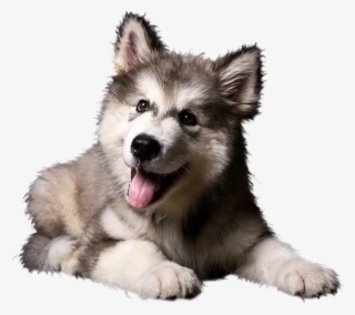 Photo F81d9aa5 - Cute Siberian Husky Puppy