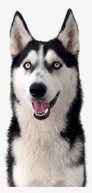 Der Husky - Husky Ausdauer