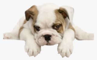 English Bulldog Puppies
