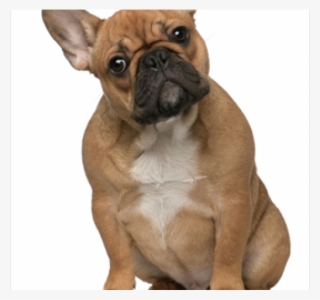 Bulldog Png Transparent Images - Puppy