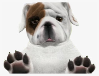 Bulldog Png Transparent Images - Huawei