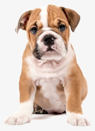 English Bulldog Cross Golden Retriever