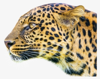 Leopard - Android Application Package