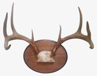 Deer Antler Png - Antler