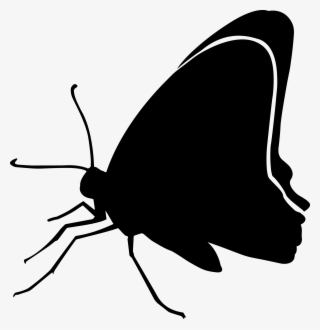 Butterfly Silhouette - Graphics - Butterfly