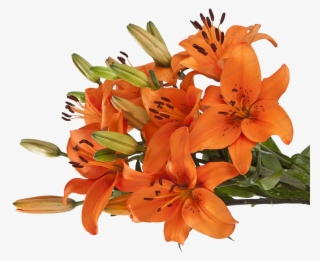 Asiatic Lilies - Orange Lily