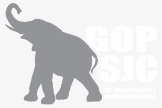 Indian Elephant