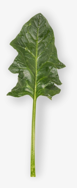 Spinach - Chard