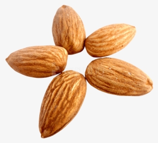 Free Png Download Almond Png Images Background Png - Almond Png