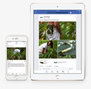 Point Hawaiiscott Taro Social Media - Tablet Computer