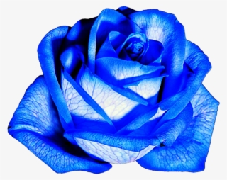 Blue Roses Png - Gambar Bunga Mawar Biru Png