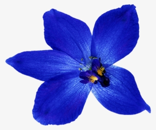 Blue Orchid Flower Png